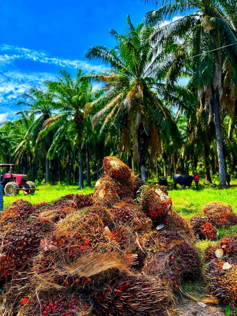 DianaIndustrias's tweet photo. #23Oct| Con el #PlanPalmaSoberna, 
sembremos esperanzas, para cosechar futuro. 🌴🌴
#DianaEsProducción

#ElEsequiboEsVenezolano https://t.co/CLNeXwSAX9