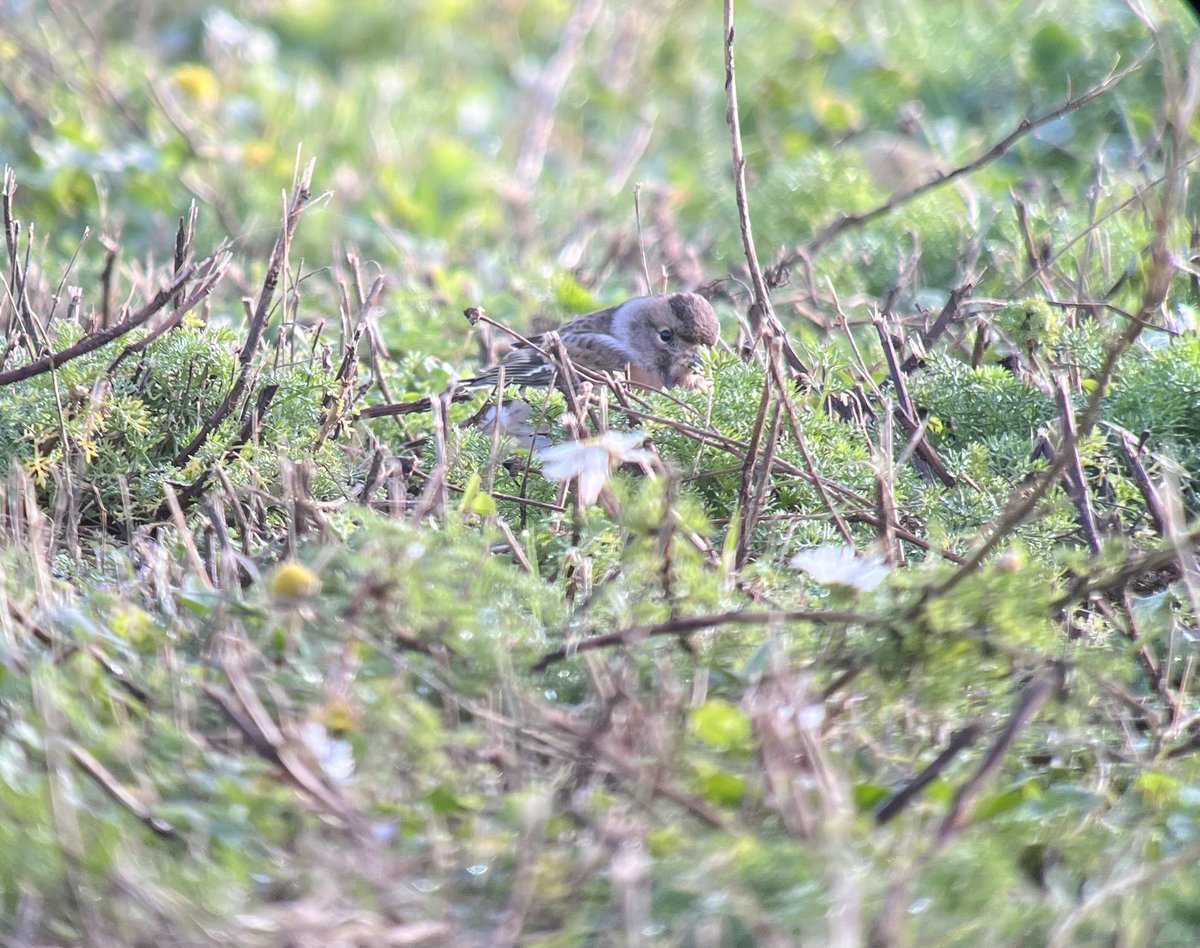 way home from 4 sublime days at Yorkshire.Topped off with puffin,  pallid harrier and fabulous views of R-L buzzard 125 species for trip.  Massive thanks 2 ⁦<a href="/RichardRbw/">Richard Williams</a>⁩ ⁦<a href="/PringleBirder/">Matt Pringle</a>⁩ ⁦<a href="/wiltsbirder/">Malcolm Royal</a>⁩ for company &amp; skills. ⁦<a href="/spurnbirdobs/">Spurn Bird Observatory</a>⁩  4 hospitality.