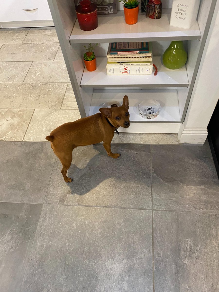 Monday's are just better when it is bring your doggie to work day! 

#kitchendesign #kitchen #heartofthehome #womansbestfriend #lunchtime
#simplybeautiful #columbiasc #chapinsc #irmosc #lexingtonsc #lakemurraysc