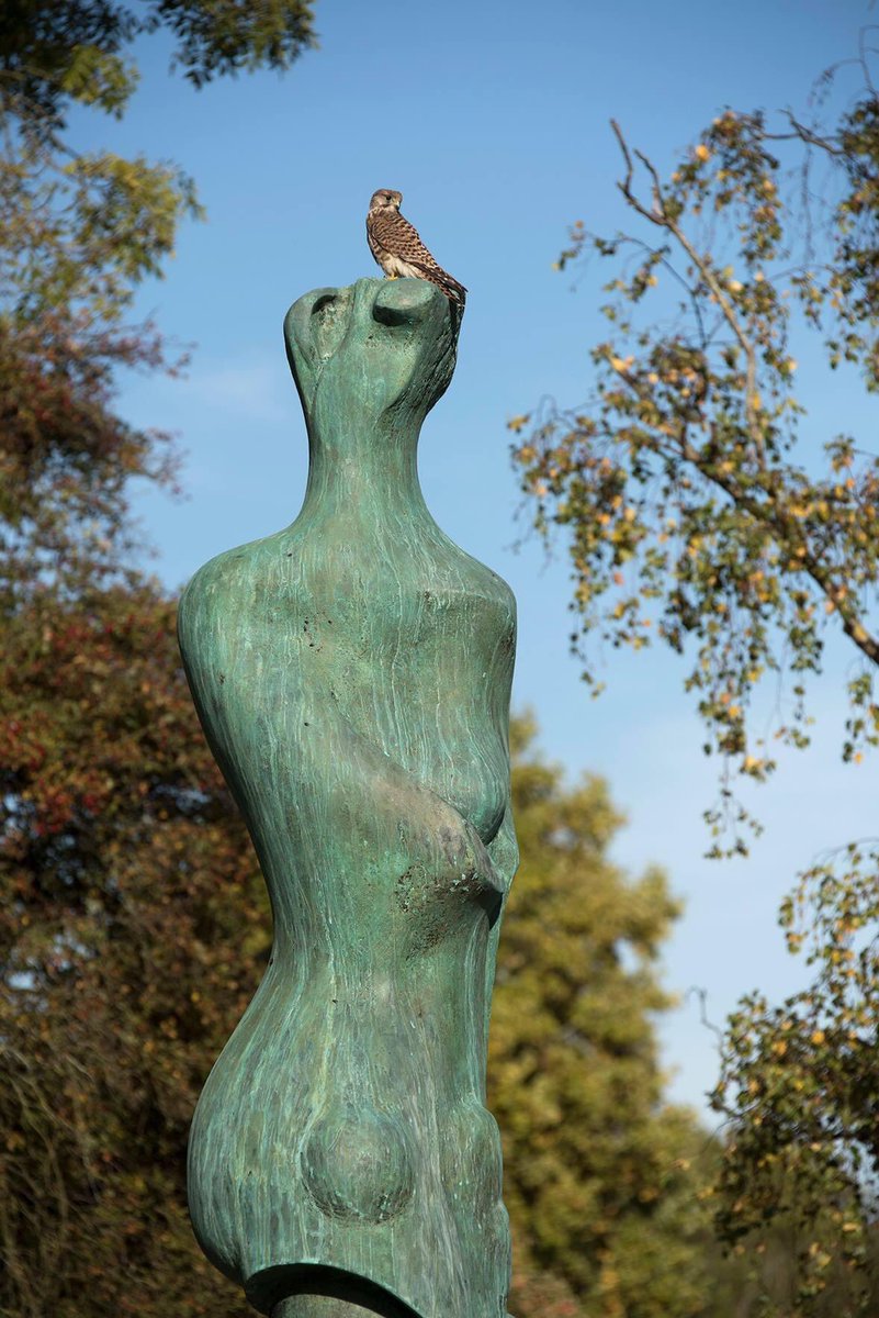 Henry Moore….. #henrymoore,#sculpture,#kestrel,#commonkestrel,#autumn