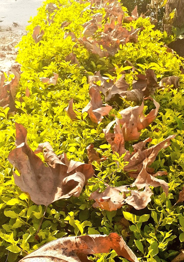 Kashuf Batool tweet media