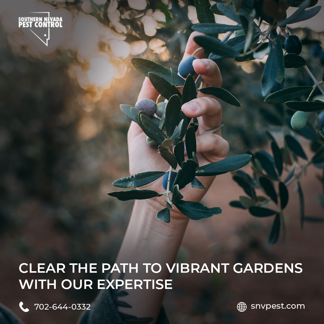 SNVPest's tweet image. Protect Your Investment: Lush Lawns, Healthy Homes! 🌱🏡

Notice odd lawn issues? It might be lawn-destroying fungus or insects. Preserve your landscape – contact SNPC today!

📞 702-644-0332
Learn more: snvpest.com/tree-shrub/

#LawnCare #LawnProtection #SNPCLandscaping