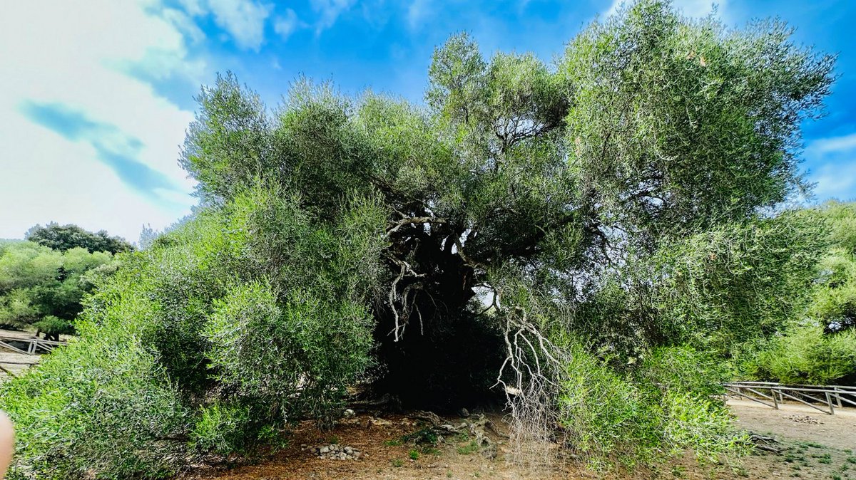 - Olivastri Millinari in Sardinia: a 4,000 years old olive tree stands older than the times of Homeric epics . . . And I stand  before it, unable to fathom the depth of its life, feeling the impermanence and briefness of my life . . . #ItalianJourney #ExperimentalTraveler