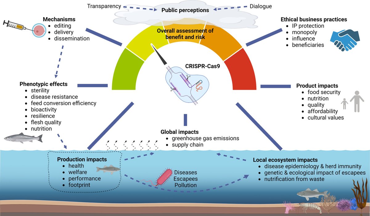 RAQjournal's tweet photo. 🧬 #Gene editing in #aquaculture
Discover the benefits and risks in this latest publication. Get insights on how this technology can shape the future of aquaculture.

➡https://t.co/UQorOHWzRn

@nofima
@Deakin

#RAQresearch #geneediting #CRISPR https://t.co/jhOk0jXblT