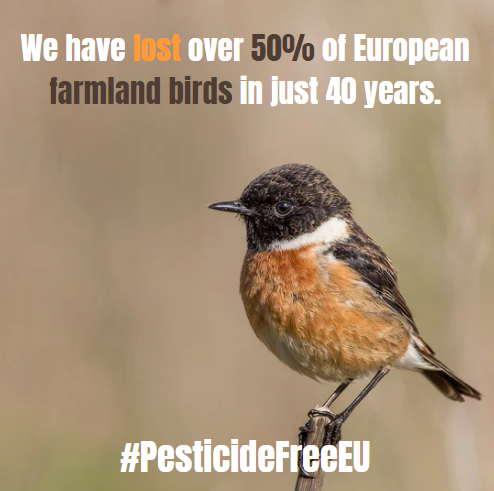 🦗#Pesticiden doden insecten, het belangrijkste voedsel van vogels
 
❌Vogelpopulaties zullen blijven afnemen als we in de landbouw afhankelijk blijven van pesticiden

👉Morgen wordt er over de toekomst van het gebruik van pesticiden in Europa gestemd. #PesticideFreeEU
@EP_ENVI