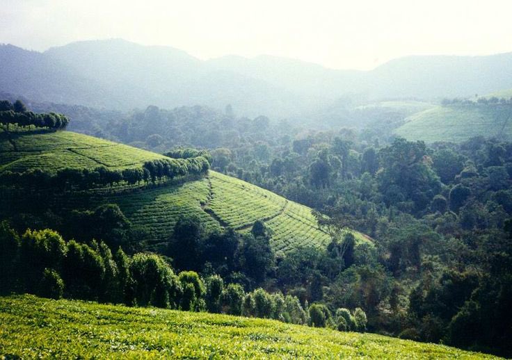 benjimk's tweet photo. Quelques faits sur Burundi 🇧🇮

1. Le Burundi 🇧🇮, il est voisin de la R D C 🇨🇩 à l'ouest , Rwanda 🇷🇼 au nord et la Tanzanie 🇹🇿 au sud

2. Le Burundi 🇧🇮 est le dixième pays le plus petit d'Afrique

3. La capitale actuelle du Burundi 🇧🇮 est Gitega. Bien que Bujumbura reste toujours la plus grande ville du pays et la plus importante 

4. Bujumbura 🇧🇮 la plus grande ville du Burundi. Est l’une des villes les moins chères d'Afrique

5. Le Burundi 🇧🇮 est connu sous le nom de < Urundi >

6. Le Burundi 🇧🇮, compte environ 12M d'habitants sur la superficie de 27 834km²

7. Les langues officielles du Burundi 🇧🇮, 
Sont le Français 🇫🇷, Kirundi 🇧🇮 et Anglais🇬🇧 

8. Le Burundi 🇧🇮 est l'un des pays de l'hospitalité d'Afrique

9. Le Burundi 🇧🇮, est le 14ème pays d'Afrique ayant des meilleurs infrastructures routières 🛣️ 

10. Le Burundi 🇧🇮, est aussi connu pour sa culture du thé 🍵 et café ☕️ (parmi les meilleurs du monde.