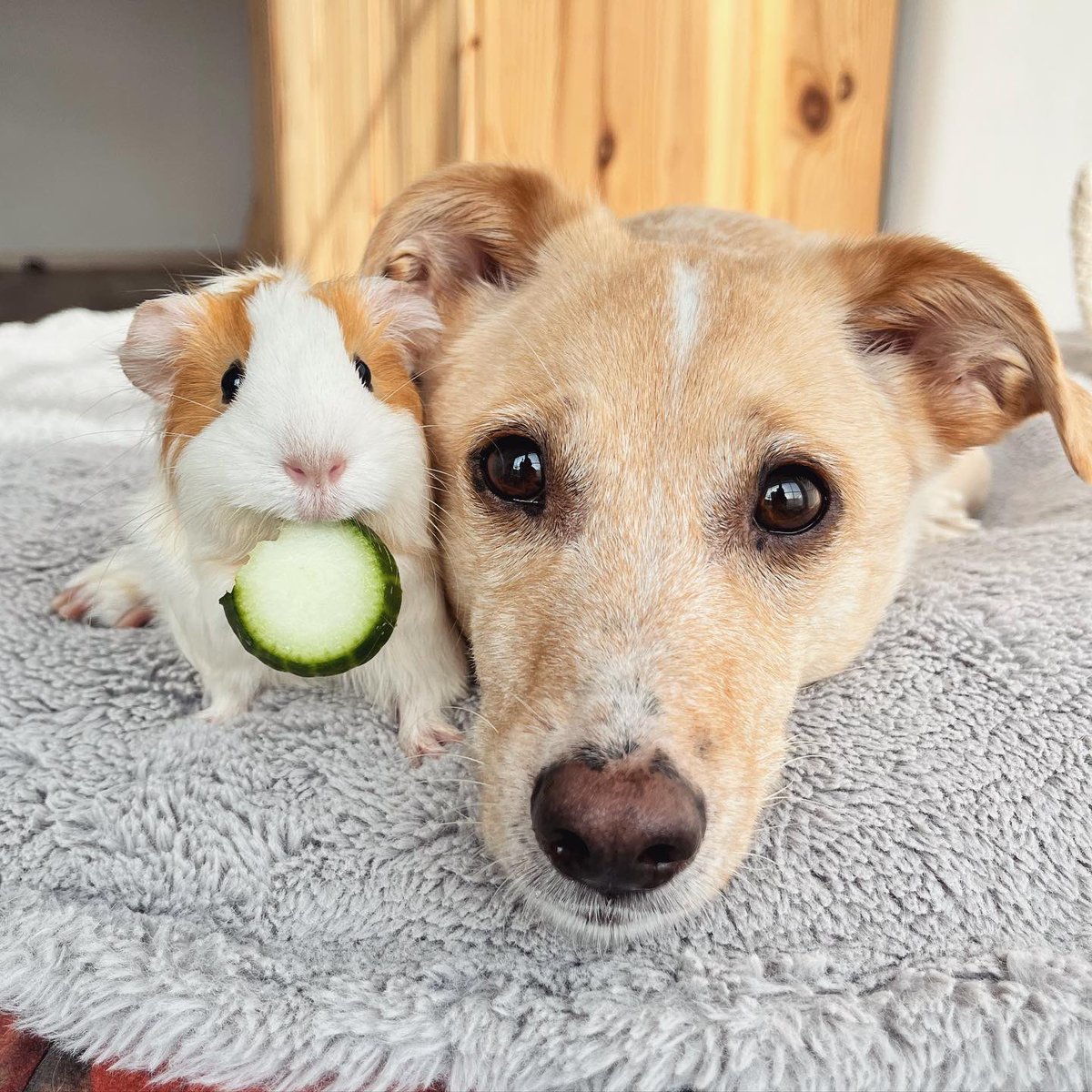 This is Boh and Sammy. They are sometimes asked if they're siblings. Which is silly. Of course they are, they have the exact same eyes. 12/10 for both