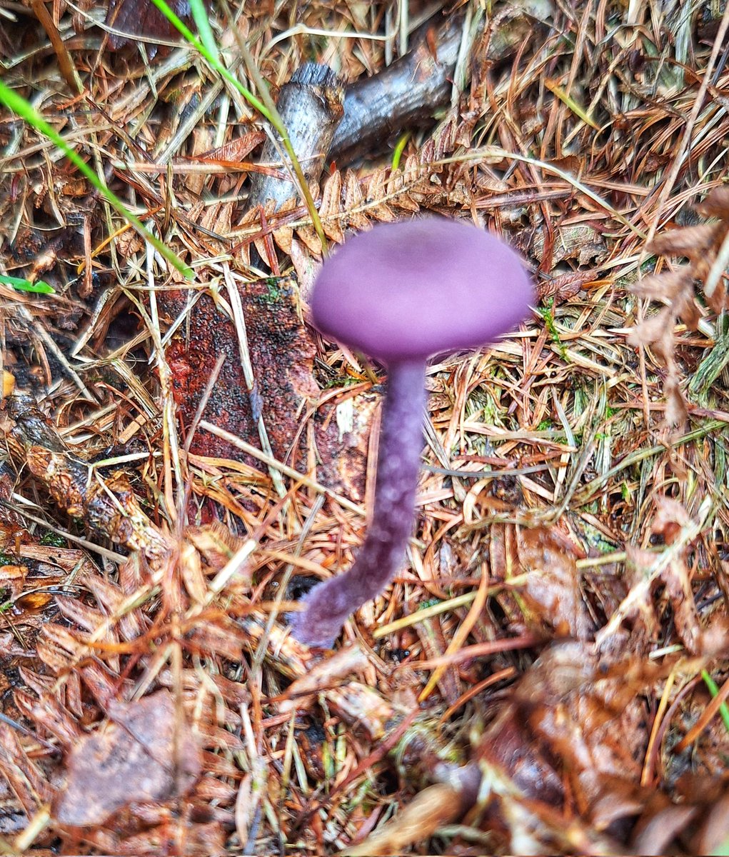 SSianyd64's tweet photo. A bit of amethyst. https://t.co/W8C7tnjGbd