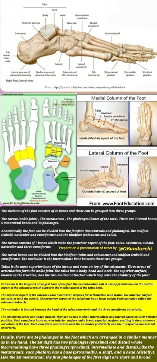 It is worth reading my summary on foot bones. Foot consists of 26 bones,grouped into 3: Tarsus,Metatarsus,Phalanges (7 tarsal, 5metatarsal,14phalanges) Anatomically foot divided into: Forefoot(metatarsals&phalanges), Midfoot(cuboid,navicular,cuneiforms) Hindfoot(calcaneus,talus)