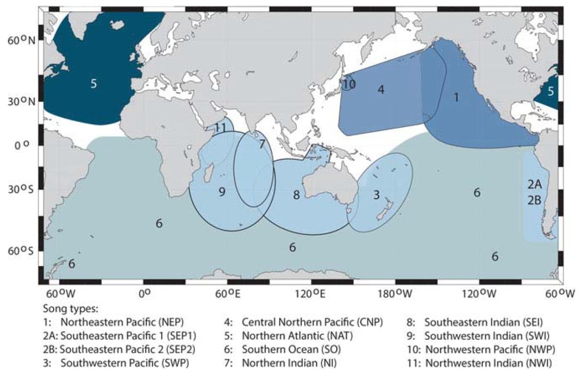 There are at least 11 distinct songs made by blue whales worldwide, each corresponding to a unique population that is assessed separately. Some interesting insights: 1/n link.springer.com/chapter/10.100…