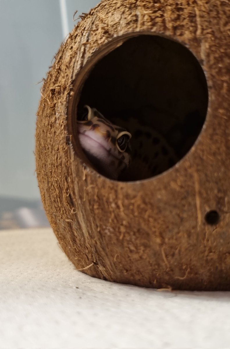 Happy Anniversary with <a href="/TheOnlyPaolo/">Paolo, again?!</a> 💙💙💙 

Btw we have also two new kids: Pumpkin and Cloudy ♡~