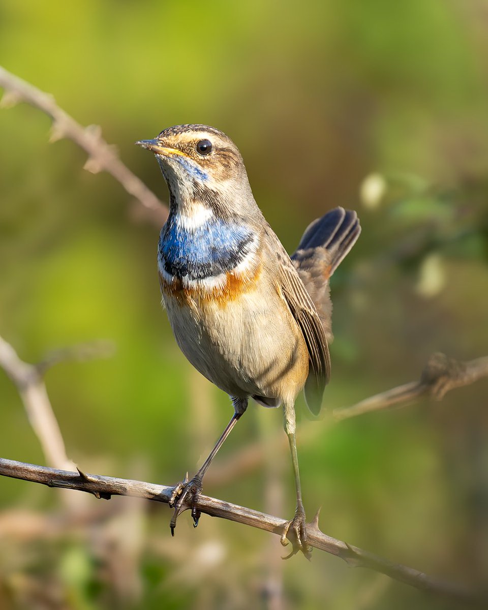Mavigerdan ( Bluethroat )
Sony A7R5
Sony FE 200-600mm
#wildlifephotography #naturephotography #wildlife #birds #sonyalphatr #birdphotography #sonyalpha #birdwatching #mavigerdan #bluethroat