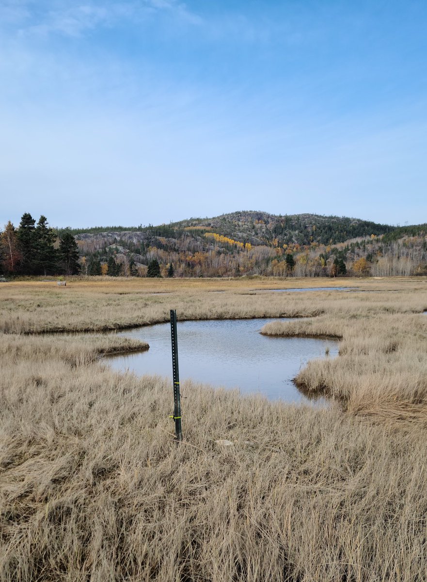 AcaciaMarkov's tweet photo. Capturing seasonal change at our saltmarsh site: July ➡️ October

Great indication that we need to be considering #seasonalvariation in #saltmarsh properties when modeling these systems! https://t.co/gjD8w8d87u