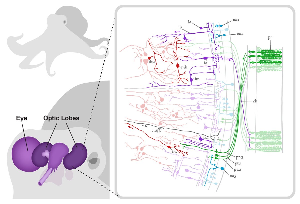 Curious about cephalopod vision? Check out our review led by Judit Pungor <a href="/traceofpink/">judit</a> on visual processing and behavior in cephalopods <a href="/CurrentBiology/">Current Biology</a>. We know relatively little at the level of neural function, so there's still a lot of mysteries!
doi.org/10.1016/j.cub.…