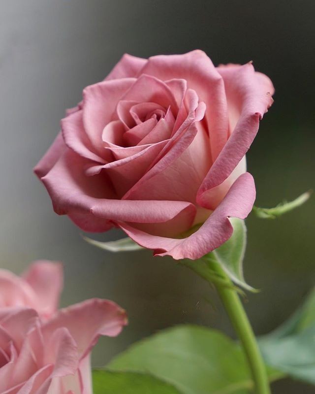 S_Fahim_IQ's tweet image. sweet 💕 thnx 🥰 sweet 🌺 Sitara 🌹 
🤠🤗🥰🌹⭐🏇❤️
#sitaravirgo #beautiful #Flowers