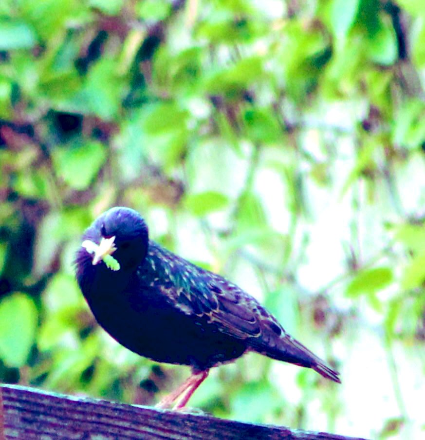 Azevedo2W's tweet photo. @CarlBovisNature #IpostYouPost Starlings in my backyard. https://t.co/nc95MgglDe