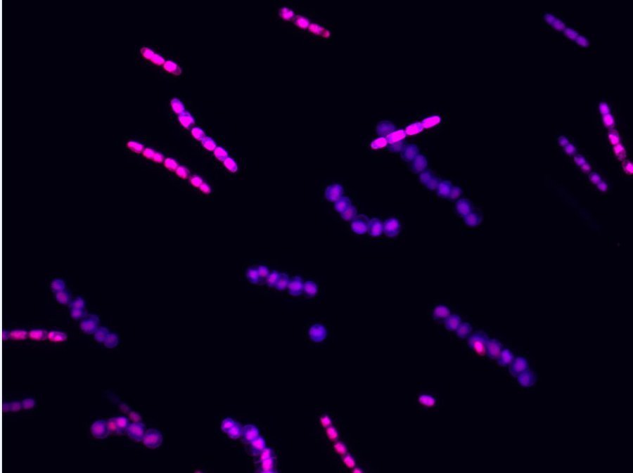 #BiMRollCall @BlackInMicro. I'm Dr. @BerondaM, Professor of Biology & VPAA who studies light & nutrient responses in cyanobacteria in my microbiology lane. Also draw equity lessons from microbes in #LessonsFromMicrobes: (1) journals.asm.org/doi/full/10.11… & (2) pubmed.ncbi.nlm.nih.gov/35727025/