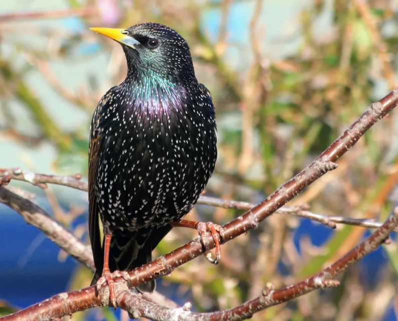 mjsimpsonfilms's tweet photo. @CarlBovisNature Here's one by my son (IG: aber_nature_shots) that vreallu shows off how beautiful a starling can look in the right light. #IpostYouPost https://t.co/SdiJEinkWV
