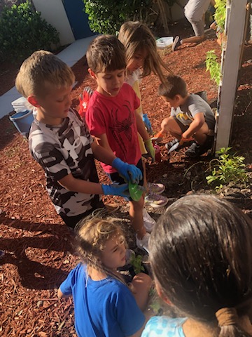 Kindergarten students are learning how to garden! Thanks to the help of <a href="/SCCF_swfl/">SCCF</a>, they planted two varieties of pollinator friendly vines that will soon thrive on our campus! #LoveLeeSchools #WeAreSanibel #SanibelStrong