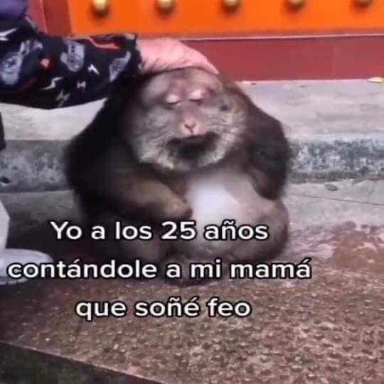 memes feos yo qué sé (@memefeos) on Twitter photo 