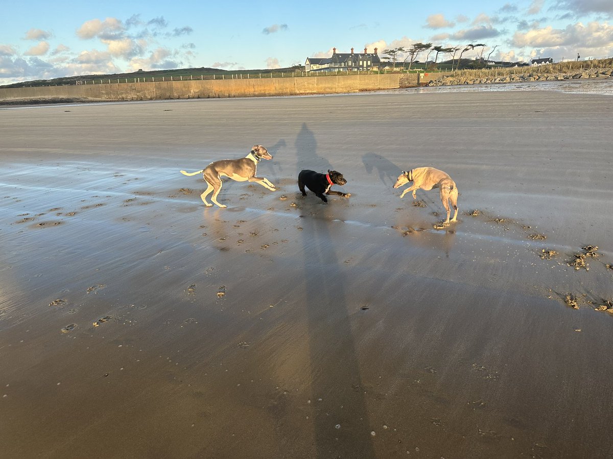 BeardedWhippet's tweet photo. @iaindwelch We have definitely over-Mondayed…. https://t.co/AxGCfo75lL