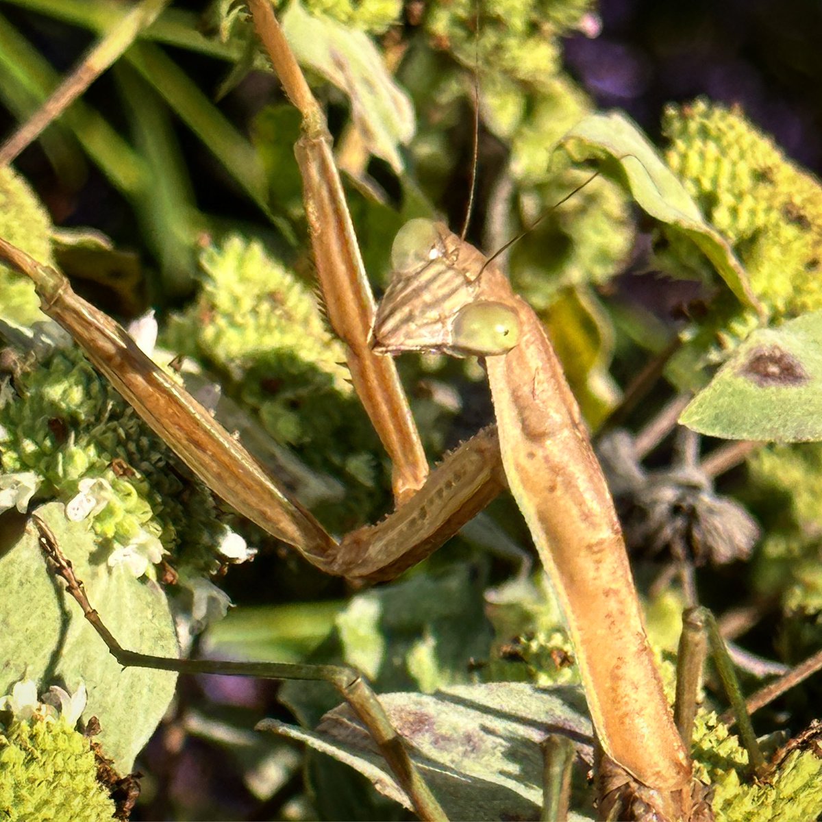 treebiology's tweet photo. Hungry gal hunting dinner in my #pollinator patch @antiochcollege 
#mantid #Tenodera #sinensis #foodweb #biodiversity #invasive #predator https://t.co/MW4hxDibTz