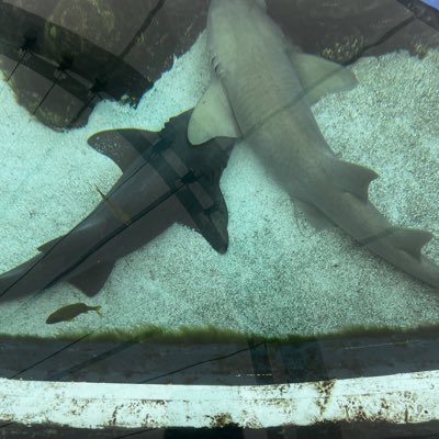 MikeLombardo2nd's tweet photo. #NewProfilePic https://t.co/YsXRt7lnwo