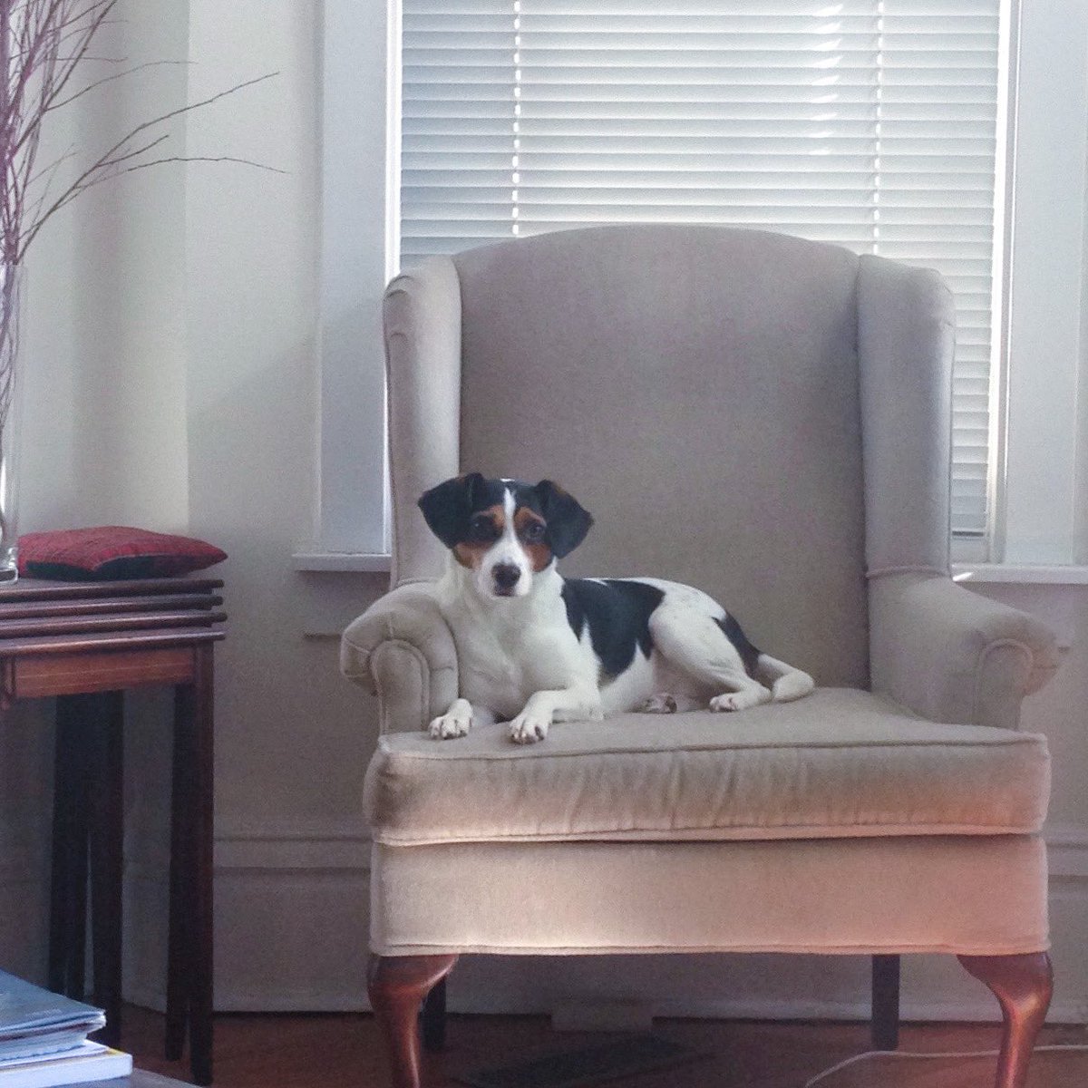 This little guy cracks me up. 20lbs &amp; thinks he’s 120lbs. Scrappy-Doo attitude, yet hates water.He’s with us 10yrs, 6mos to claim that chair. Don’t worry Nigel, the chair is yours!
#mypalnigel #lifewithnigel #nigelpcoltrane #nigeljfudd #jackabee #jackrussell #beagle #imnotbobby