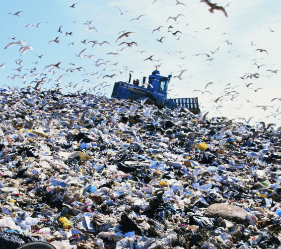 Adele686233's tweet photo. 1/4: El aumento de la población humana resultará en más residuos en la tierra, así que necesitamos entender los impactos ecológicos que los vertederos tienen. El estudio investigó las especies que usan los vertederos y los impactos al individuo y al ecosistema. #CCARE5 #Pla12 https://t.co/YRLNxKLbkZ