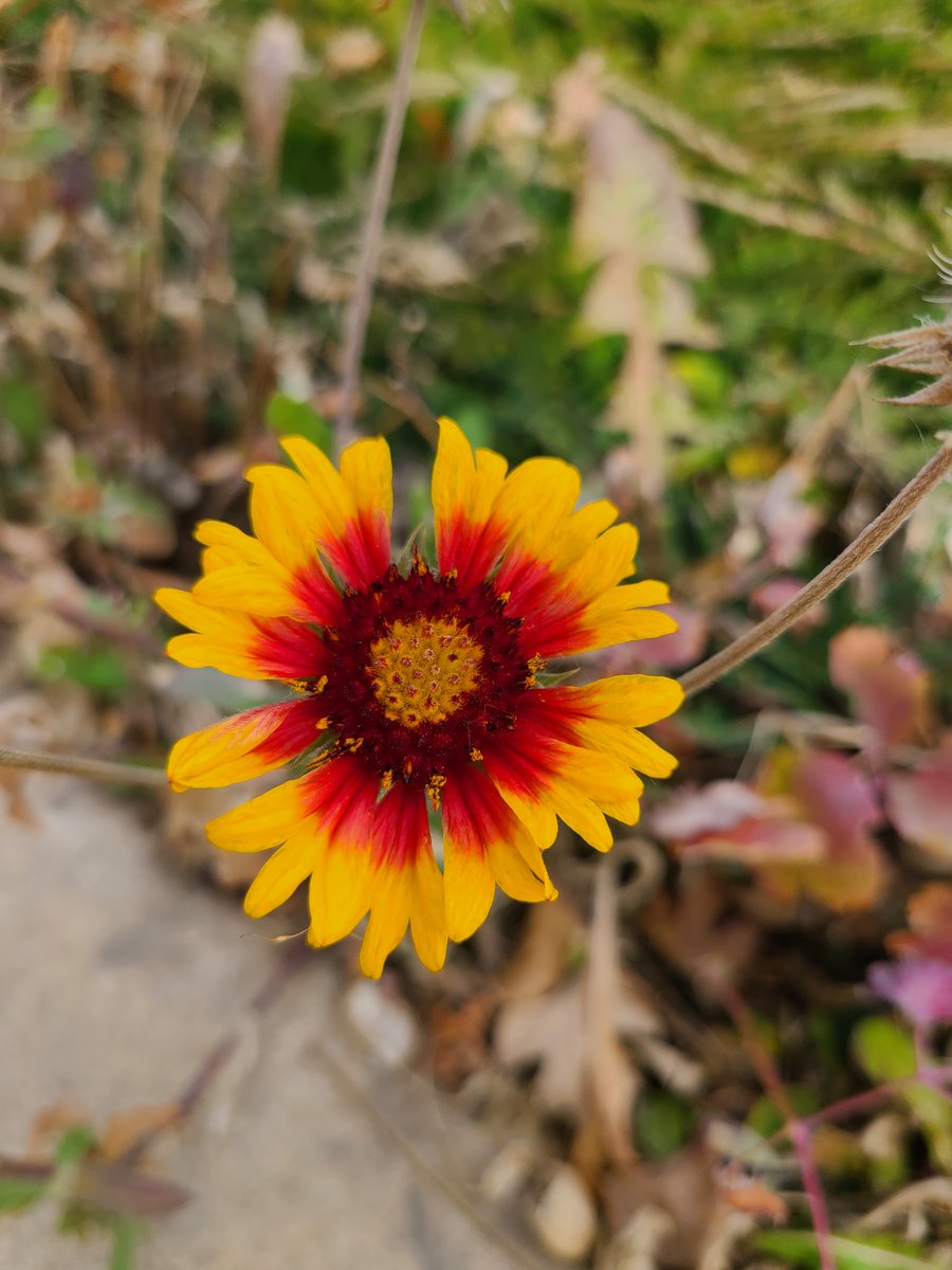 October 23 and this Gaillardia is still blooming. This is the kind of late season nectar source that migrating or overwintering pollinators need, and why more native plants should be grown.