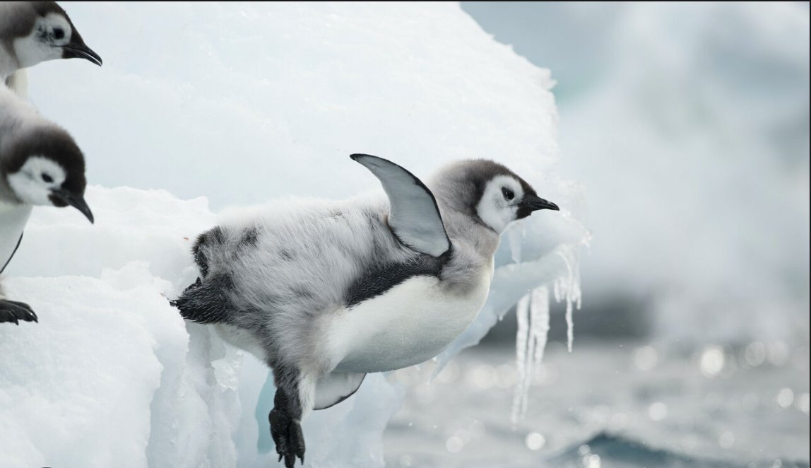 N_Kallin's tweet photo. Los pingüinos emperador usan hielo marino para reproducirse. Se reproducen de abril a enero y requieren hielo estable durante este período. Las temperaturas más cálidas en la Antártida causa que el hielo se rompa temprano, amenazando su reproducción. #CCARE5 #Fre23 1/4 https://t.co/FyoD8CY0YT