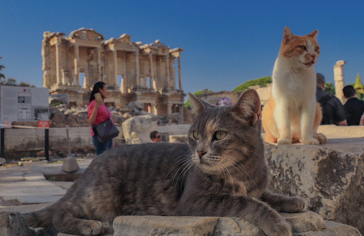 onursal_nilufer's tweet image. #LibraryOfCelsus #Izmir #Turkiye 
The #Guardians of #Ephesus  
Where There is a #Library There Are Always #Cats 😼😾
Courtesy Photographies of My Dear Friend @burhand09 ✨👏🏻✨✨🙏🏻✨Much obliged ☺️🙋🏻‍♀️