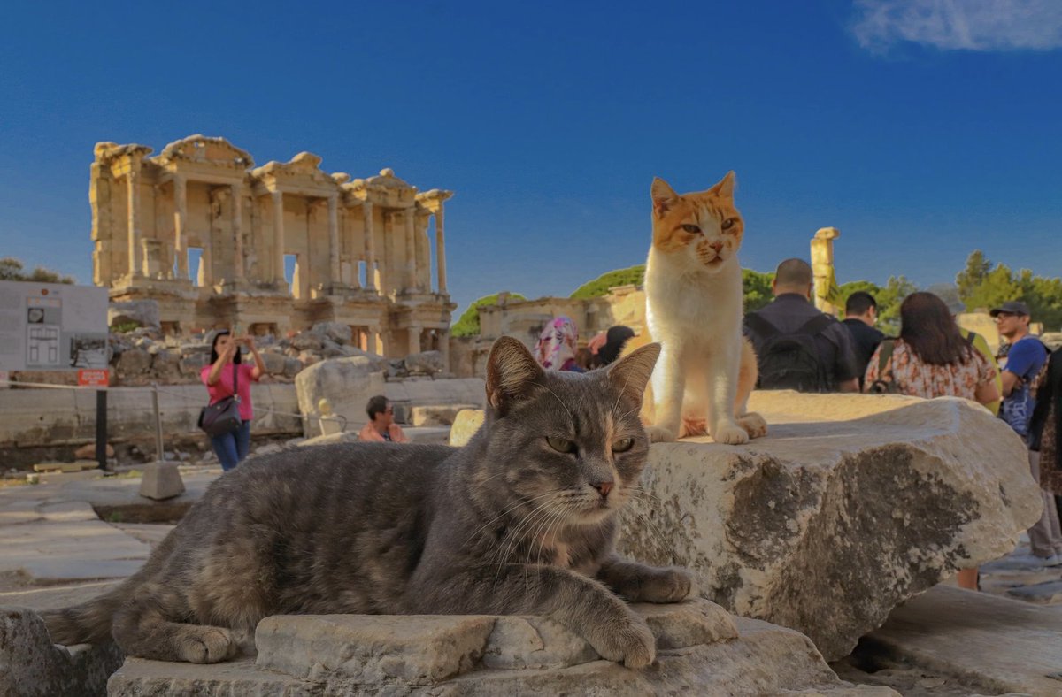 onursal_nilufer's tweet image. #LibraryOfCelsus #Izmir #Turkiye 
The #Guardians of #Ephesus  
Where There is a #Library There Are Always #Cats 😼😾
Courtesy Photographies of My Dear Friend @burhand09 ✨👏🏻✨✨🙏🏻✨Much obliged ☺️🙋🏻‍♀️