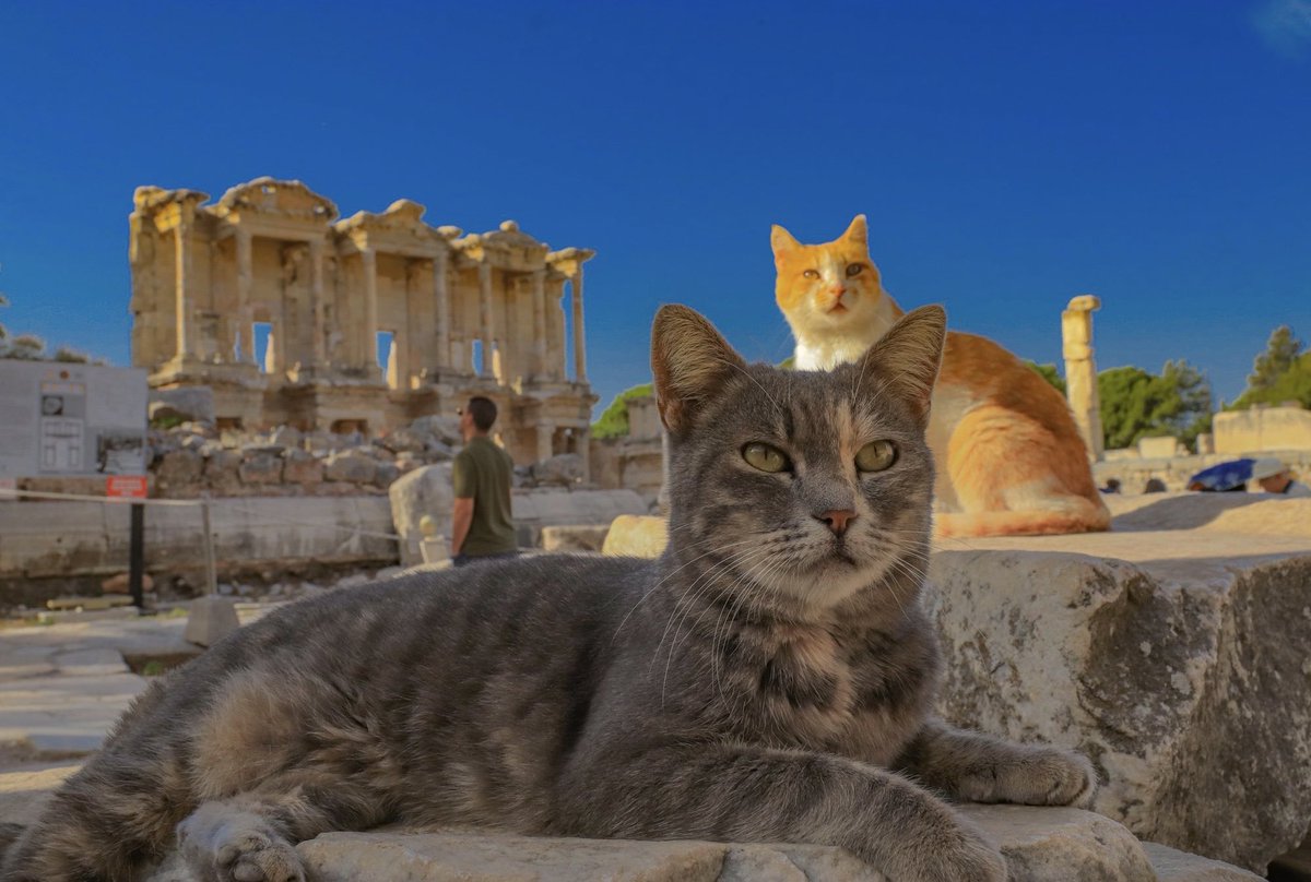 onursal_nilufer's tweet image. #LibraryOfCelsus #Izmir #Turkiye 
The #Guardians of #Ephesus  
Where There is a #Library There Are Always #Cats 😼😾
Courtesy Photographies of My Dear Friend @burhand09 ✨👏🏻✨✨🙏🏻✨Much obliged ☺️🙋🏻‍♀️