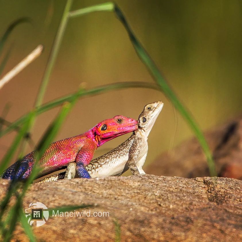 bush_wing's tweet photo. Catching feelings for the Mwanza flat-headed rock Agama, aka Spiderman Agama🦎😍
#LoveInTheWild

Photo Credit: Guide Tiampati Manei 

📍 Soroi Mara Bush Camp is part of @SoroiCollection

For more information 
Email: mara@soroi.com or reservations@marabushcamp.com 
Call +254 700 1 https://t.co/pzox1zhzq7