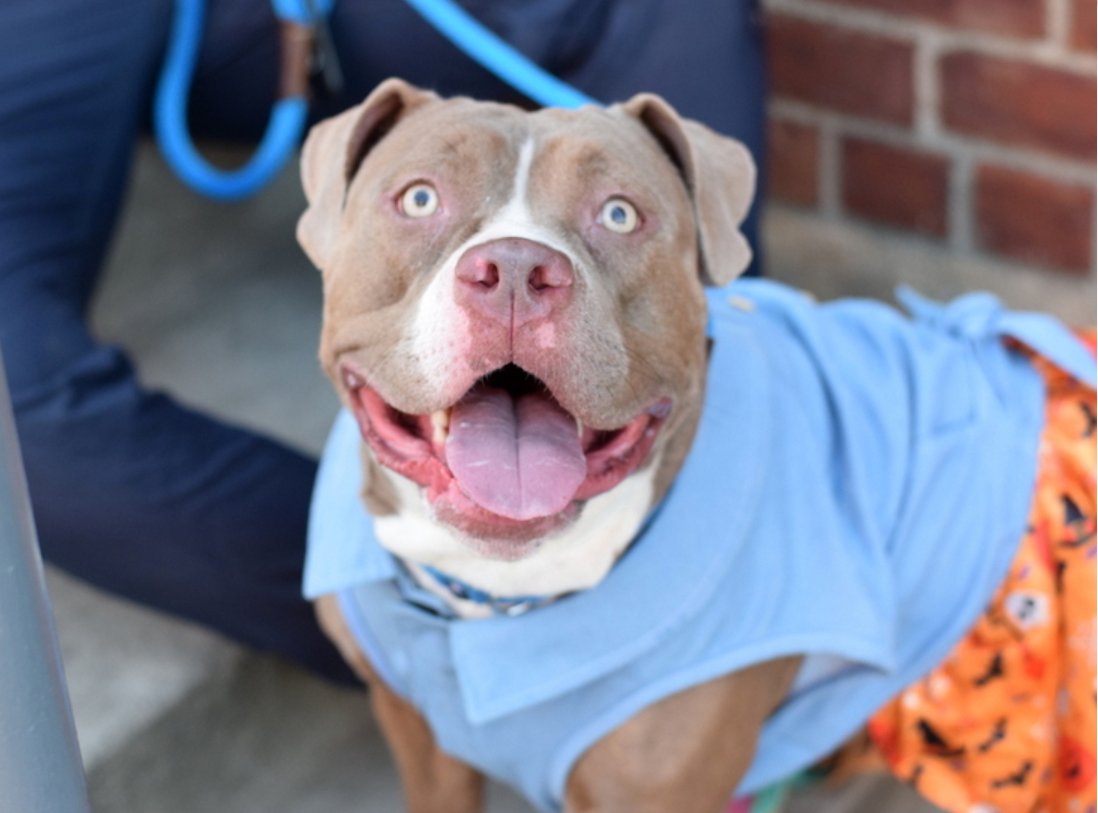 MyBoxerLuvMac1's tweet photo. 🎉🎊 Coffee Cake🎊🎉
Has been Reserved !🎉
We r so thrilled 4 this sweetheart💗
Tysvm 2 all 4 Pledging, Caring + Sharing! We couldn't have done it
w/o u💗
Pls wait 4 freedom pics/info from @TAPNYACC, or pulling rescue, 2 honor yr pledges❤️
Tysvm❤️ https://t.co/YPhzzm1qzI