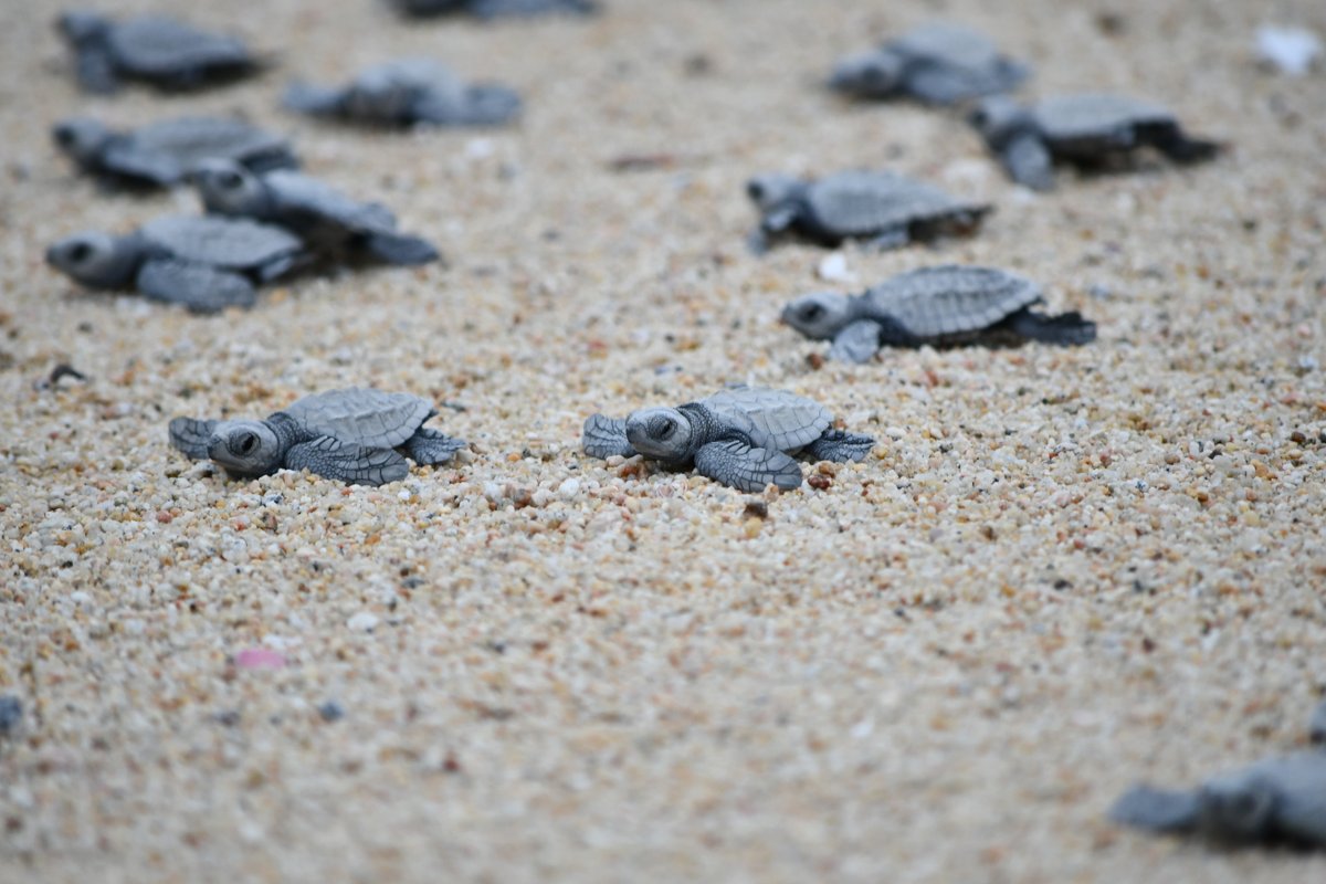 2023 marks the 20th consecutive year that <a href="/PuebloBonito/">PuebloBonito Resorts</a>, specifically at the Pacifica and Sunset Beach Resorts, will be a sea turtle sanctuary. Over one million turtles have been helped through the 20 years of the sea turtle protection program.

#PuebloBonitoResorts #Turtles