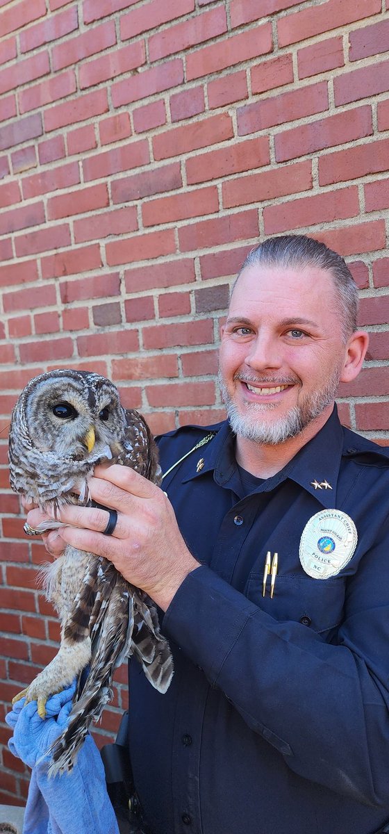 This little guy can't seem to fly, only runs around with his wings spread. Carolina Raptor Center is en-route to help him. #Owl #raptor #rescue