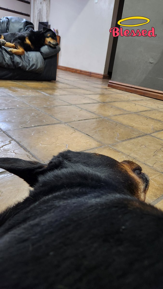 Rottdoglife's tweet photo. Luger and Xara, no worries in this world.  #rottweilerdoglife #rottweiler #dog #pets #Twitter  #fyp #love #sleeping #doggo https://t.co/jbtRgLRwaE