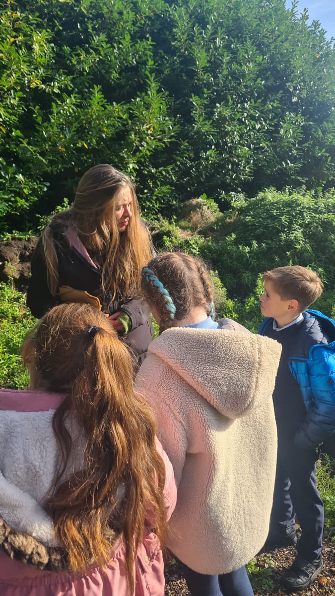 Burgh Primary School tweet media