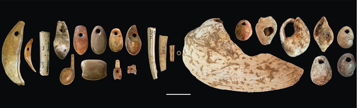 📸Sample of #Natufian personal ornaments from the Southern Levant (15,000-11,650 cal. BP)💎 🦴Auroch, gazelle, hare and partridge Bones 🦴 🦷Hyena, fox and red deer Teeth 🦷 🐚Freshwater, Mediterranean Sea, fossil deposits and Red Sea Shells 🐚 (scale 2cm)