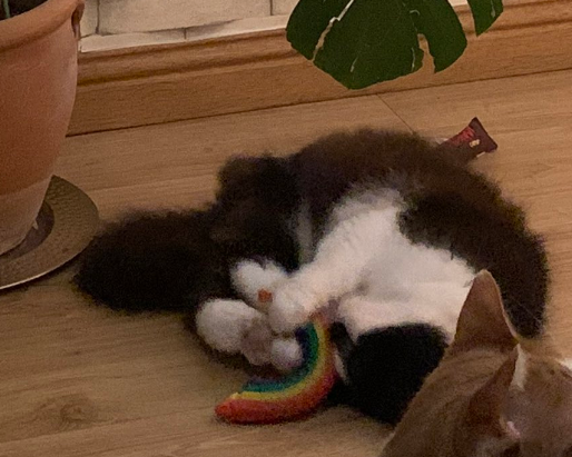 Humza 🦉 tweet media