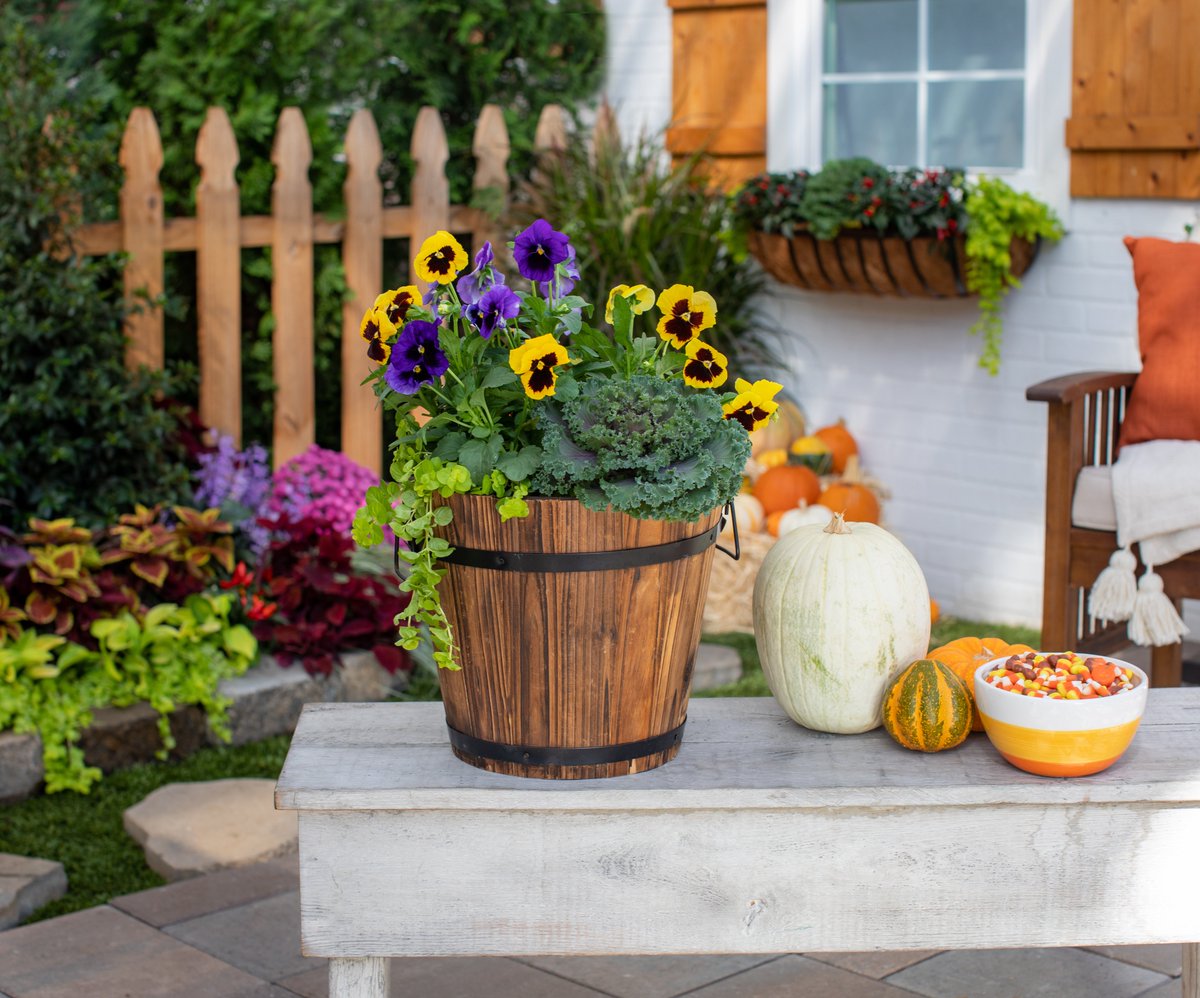 MetrolinaGHS's tweet photo. #Pansy and #Viola combos are lovely additions to your fall decor. Pansies and Violas offer mix-and-match colors that complement other #fallplants such as mums, ornamental kale, ornamental grasses and a variety of fall annuals and perennials. https://t.co/nD80mr1ix6