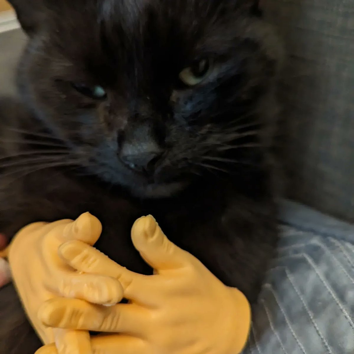 purpletaff's tweet photo. Dave has been contemplating life today 🤣🤣🐈‍⬛🐈‍⬛
#catswithhands https://t.co/UCMnDoLi1Y
