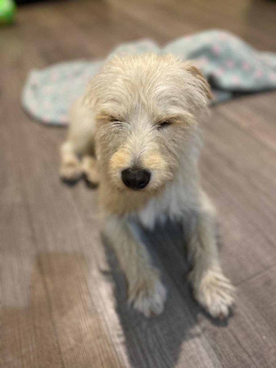 niko_sepulveda's tweet photo. ¿Está buscando un perrito? La @olatehcatalina rescató a este cabro el viernes en Barrio República. Un grupo de borrachos le estaba pegando y tirando piedras. Tiene 10 meses, ya está desparasitado y necesita un hogar. Es bien portado. https://t.co/kC1LaSVkkl
