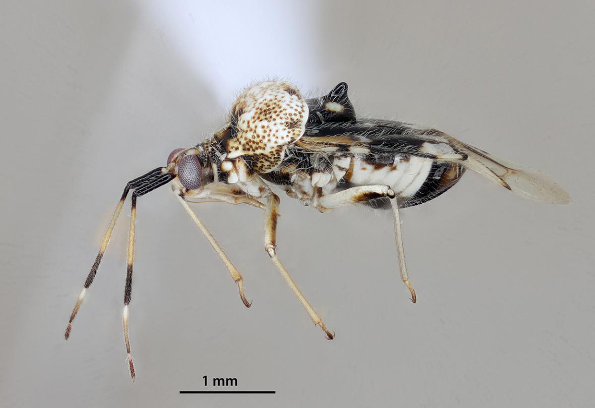 icipe's tweet photo. #Insectoftheweek: we feature #Stethoconus species of the family #Miridae, #truebugs (insects that have 3 life-cycle: egg, nymph & adult). Most mirids are plant feeders & serious pests, but Stethoconus feed on #insects & are "friends of #farmers".Read more: https://t.co/2tuVZ8z60E https://t.co/hmV4SSZHVP