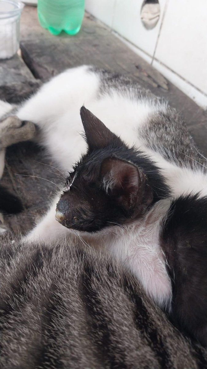 gatinhos_darua's tweet photo. Gente, esse bebê precisa de medicamentos 
Antibiótico e anti-inflamatório 
Ele estava usando só colirio e funcionou, mas infelizmente a infecção aumentou 
Quem puder apoiar https://t.co/ZVXUgoSH5u