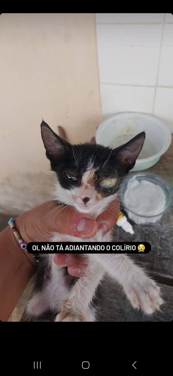 gatinhos_darua's tweet photo. Gente, esse bebê precisa de medicamentos 
Antibiótico e anti-inflamatório 
Ele estava usando só colirio e funcionou, mas infelizmente a infecção aumentou 
Quem puder apoiar https://t.co/ZVXUgoSH5u