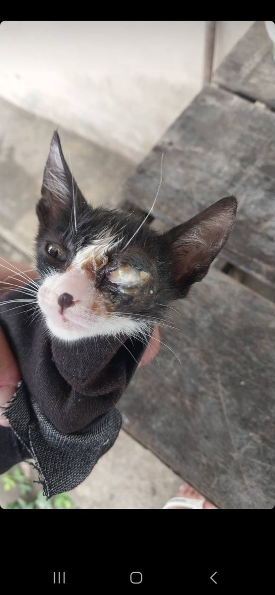 gatinhos_darua's tweet photo. Gente, esse bebê precisa de medicamentos 
Antibiótico e anti-inflamatório 
Ele estava usando só colirio e funcionou, mas infelizmente a infecção aumentou 
Quem puder apoiar https://t.co/ZVXUgoSH5u