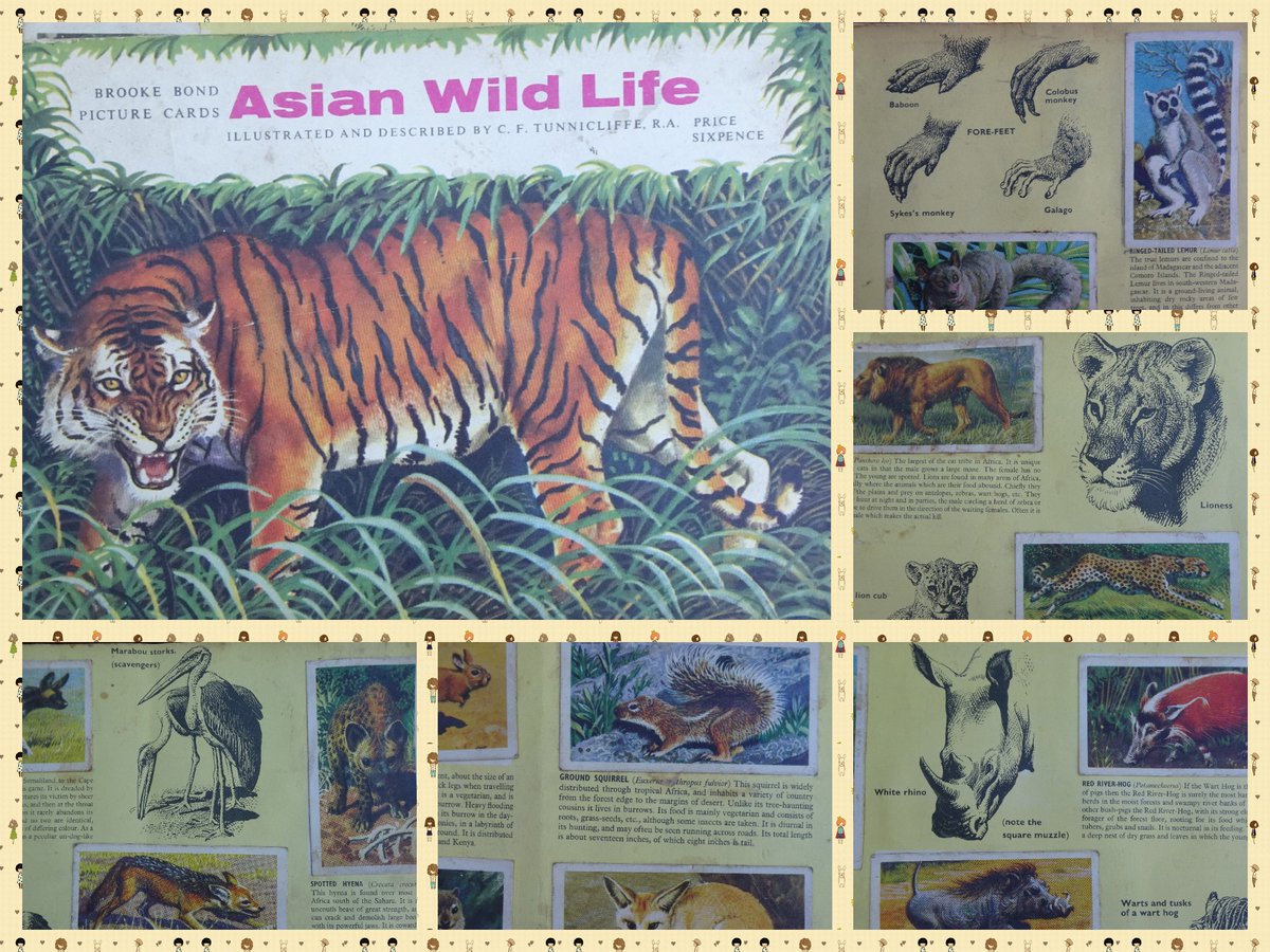 OldSchoolBooks1's tweet photo. A lovely #vintage #BrookeBond #teacard #AsianWildlife #book. Such beautiful illustrations and the yellow background as a page colour sets the pictures off so well. https://t.co/M5ZwCKdZV1 https://t.co/qtQedQOHFW